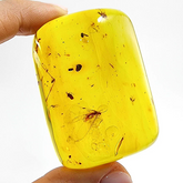 Natural Amber Free Shape Cabochons With Insects